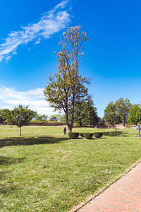 Trees on grassy field against sky