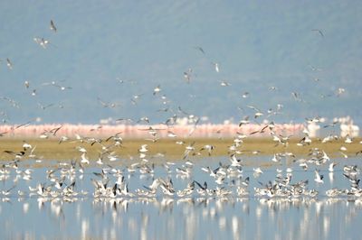 Birds flying over lake against sky