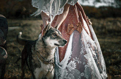 Close-up of dog looking away