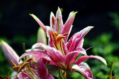 Close-up of pink flower