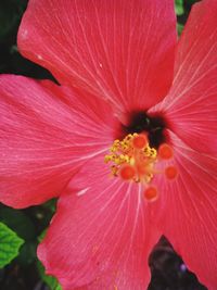 Close-up of red flower