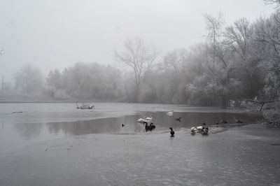 Wild swans in a frozen winter headquarters, in the forest, ukraine