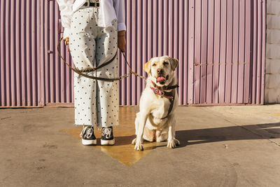 Woman standing on arrow symbol with labrador retriever dog