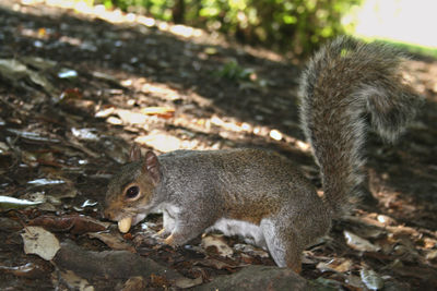 Close-up of squirrel