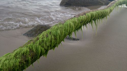 Close-up of mossed branch against waters edge