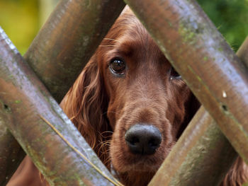 Close-up portrait of dog