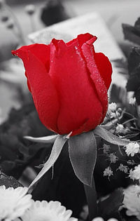 Close-up of red rose