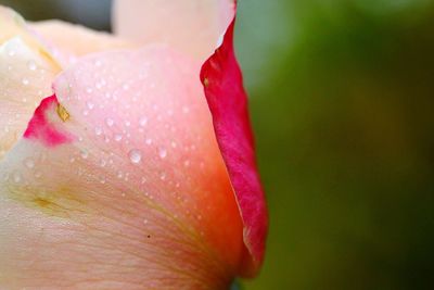 Close-up of wet pink rose