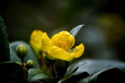 Close-up of yellow flowering plant