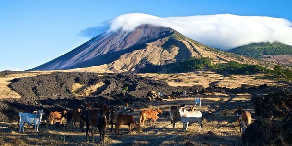 Cows standing against mountain 