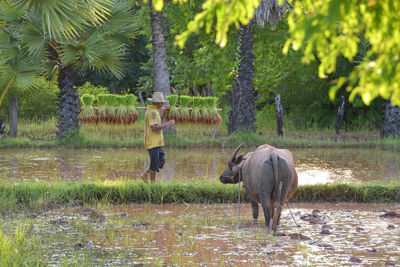 Cows on field