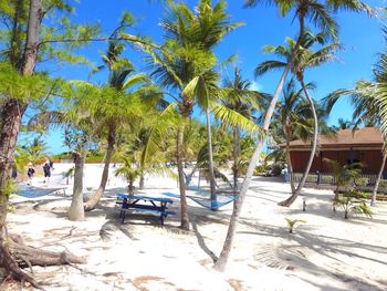 Palm trees on beach against clear sky