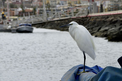 View of bird perching on boat in river