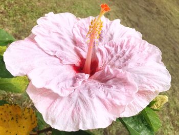 High angle view of pink hibiscus blooming outdoors