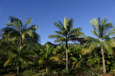 Palm trees against clear sky