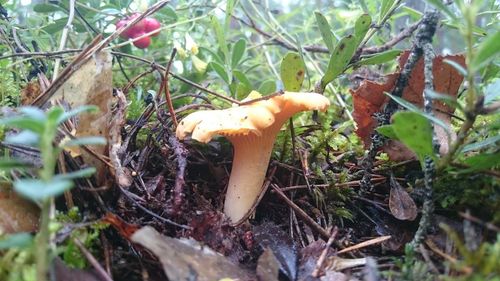 Close-up of mushrooms