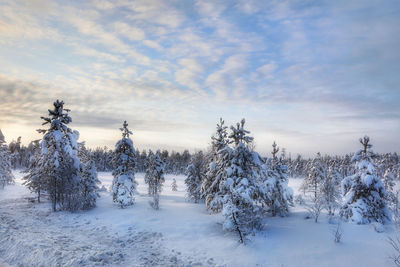 Trees on snow covered field against sky