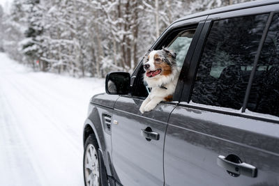 Australian shepherd blue merle. traveling with pets. dog in car. winter road. dog's tongue out