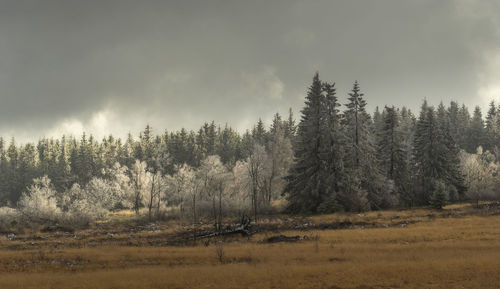 Trees on field against sky