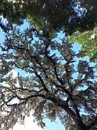 Low angle view of trees against sky