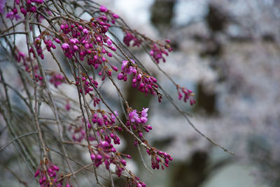 Close-up of pink flowers on branch