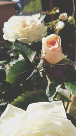 Close-up of rose blooming outdoors