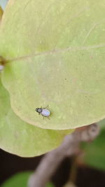 Close-up of fly on leaf