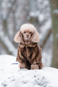 Portrait of a small dog in a fur coat in winter front view close-up