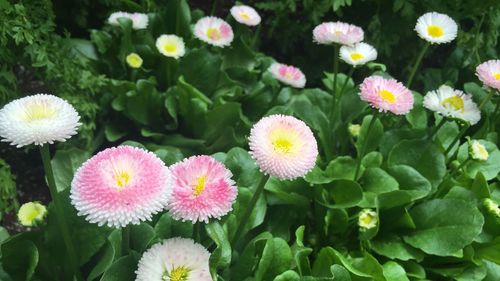 Close-up of white daisy blooming outdoors