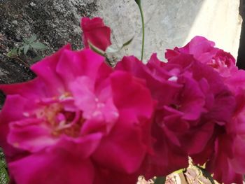 Close-up of pink rose bouquet