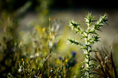 Close-up of plant