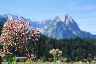 Close-up of plant against mountain range