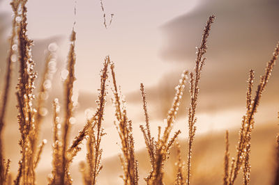 Low angle view of stalks against sky during sunset