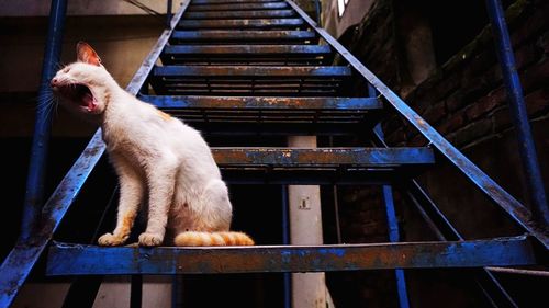 Dog sitting on a staircase