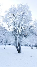 Bare trees on snow covered landscape