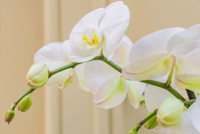 Close up of blooming white phalaenopsis or moth dendrobium orchid flower.