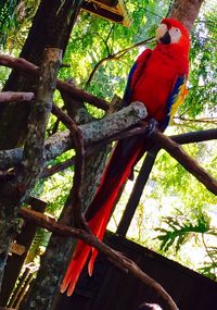 Low angle view of parrot perching on tree