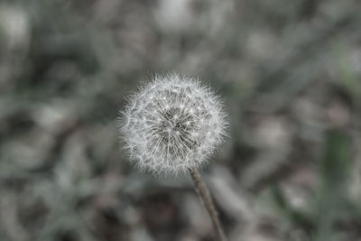 Close-up of dandelion