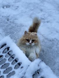 Portrait of white cat on snow