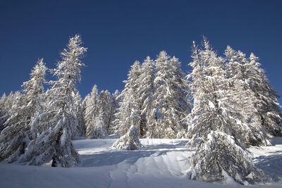 View of trees against clear sky during winter