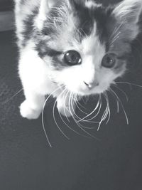 Close-up portrait of a cat