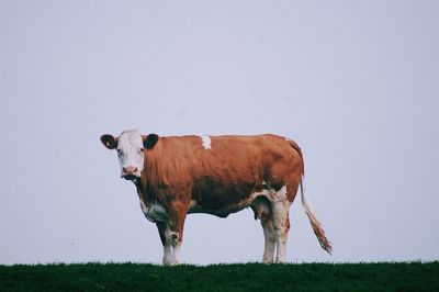 Cow standing in a field against clear sky