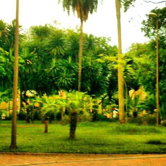 tree, green color, grass, growth, tree trunk, tranquility, tranquil scene, park - man made space, nature, beauty in nature, palm tree, field, scenics, landscape, green, sunlight, lawn, park, sky, outdoors