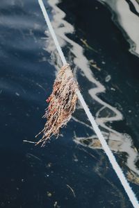 High angle view of leaf floating on sea