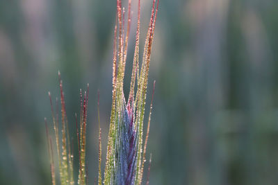 Close-up of plant against blurred background