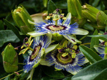 Close-up of purple flowering plant