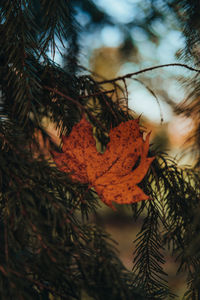 Close-up of pine tree branch during autumn