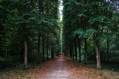 Footpath amidst trees in forest