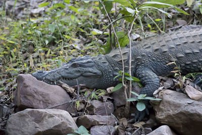 Close-up of a lizard on rock