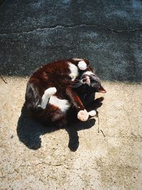 High angle view of cat lying outdoors